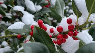 Ast einer Stechpalme im Schnee